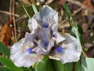 Toned Dwarf Iris