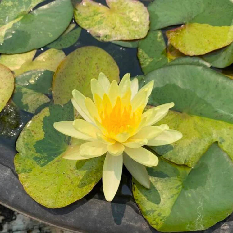 Tong Longya' Water Lily (Variegated Leaf)