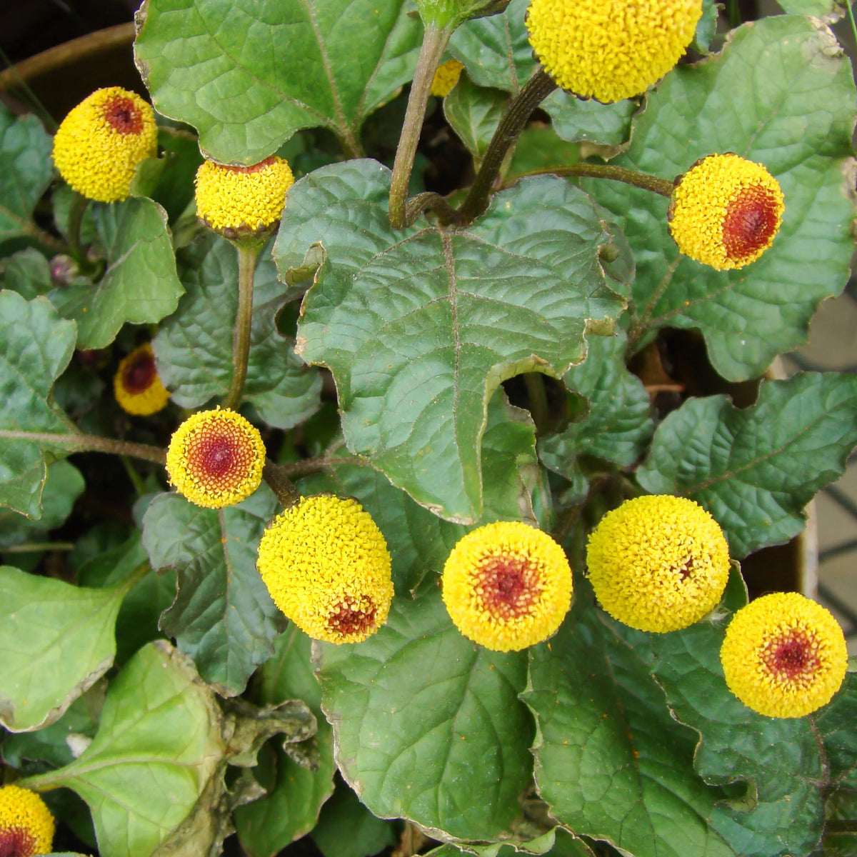 Premium Non-GMO Toothache Plant seeds packet (Spilanthes oleracea) for planting.