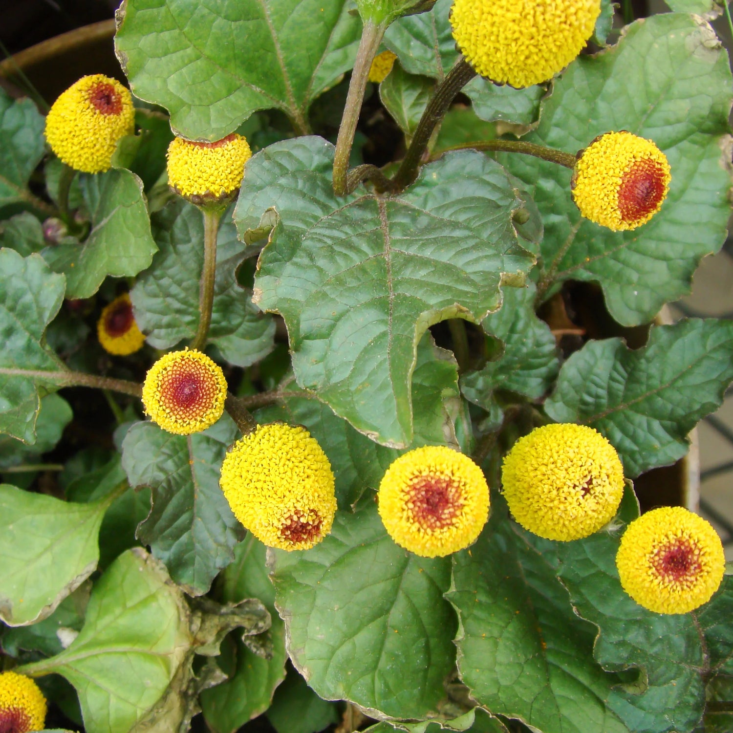 Premium Non-GMO Toothache Plant seeds packet (Spilanthes oleracea) for planting.