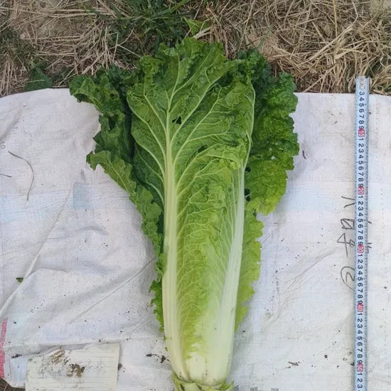 Top Quality Chinese Cabbage Available For Global Buyers heirloom non-gmo organic garden seeds