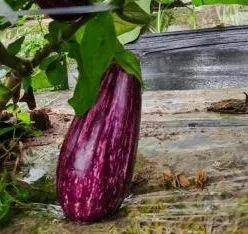 Top Quality Eggplant For Vibrant Gardens And Bountiful Harvests heirloom non-gmo organic garden seeds