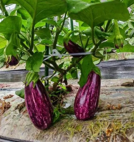 Top Quality Eggplant For Vibrant Gardens And Bountiful Harvests – Heirloom, Non-GMO, High Germination Organic Garden Seeds