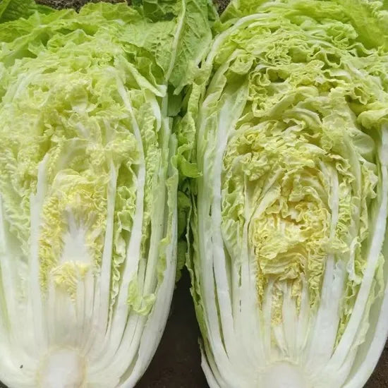 Top Quality Stability Chinese Cabbage For Global Distribution heirloom non-gmo organic garden seeds