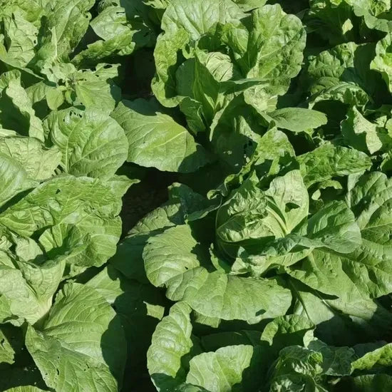 Top Quality Stability Chinese Cabbage For Global Distribution – Heirloom, Non-GMO, High Germination Organic Garden Seeds