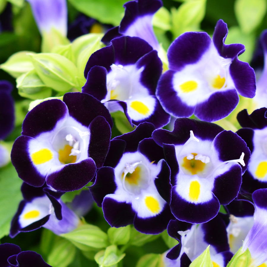 Vertigo Deep Blue Torenia Seeds