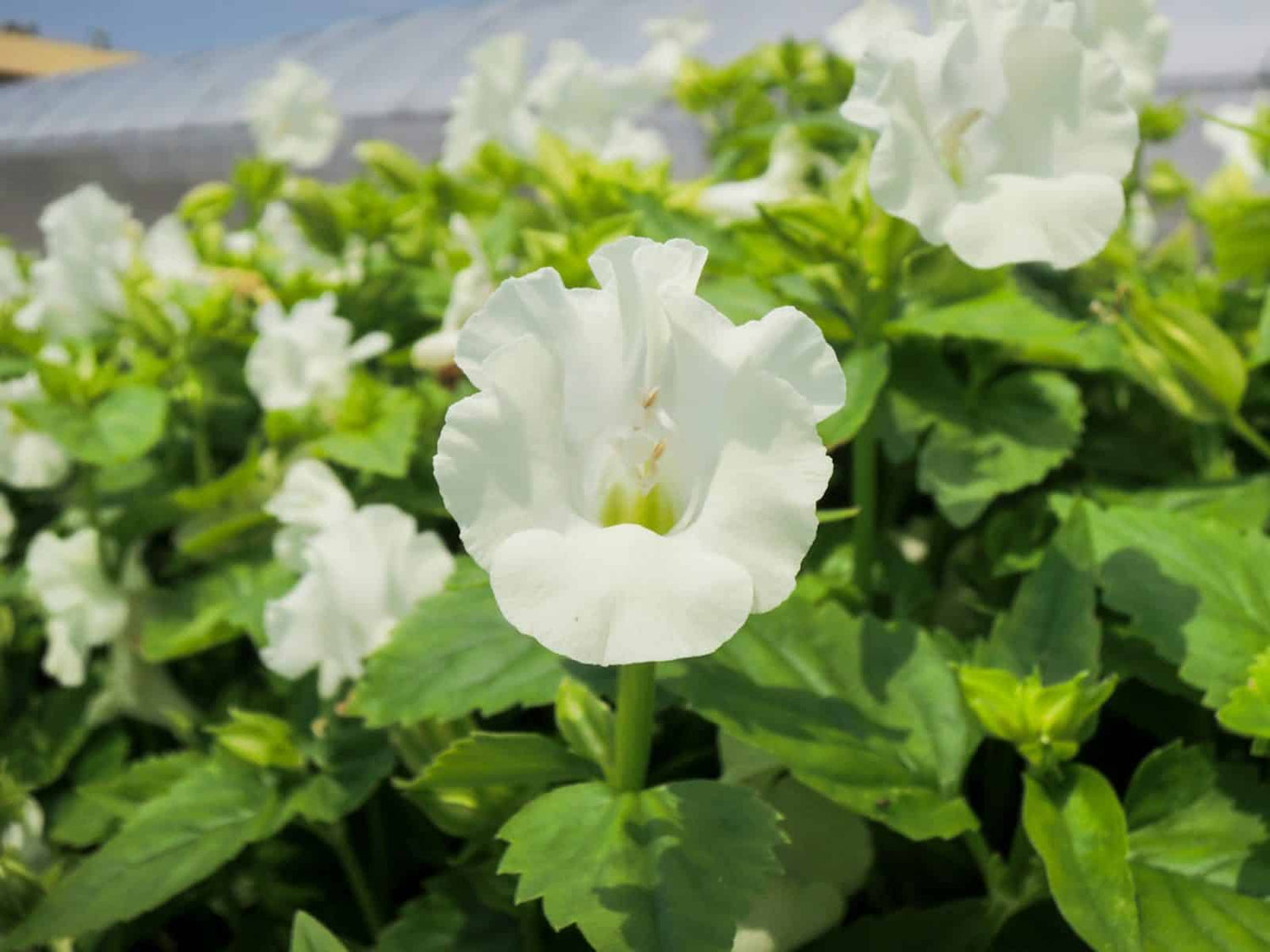 White Torenia Seeds