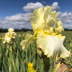 Total Recall Tall Bearded Iris