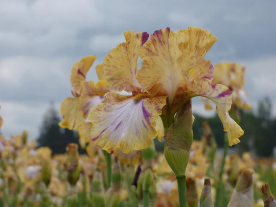 Toucan Tango Tall Bearded Iris