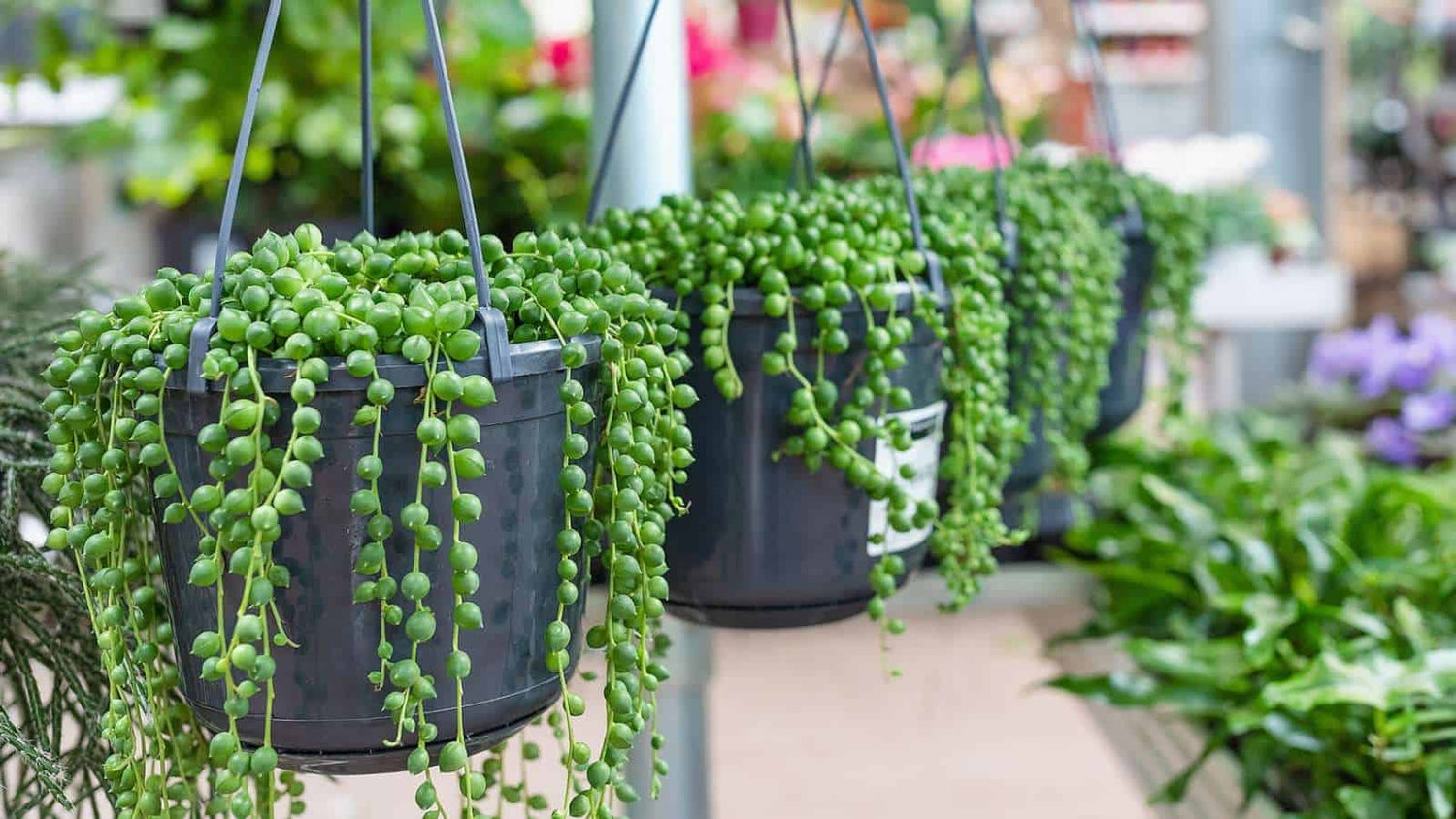 Trailing String of Pearls succulent plant used for modern home décor in a hanging basket.