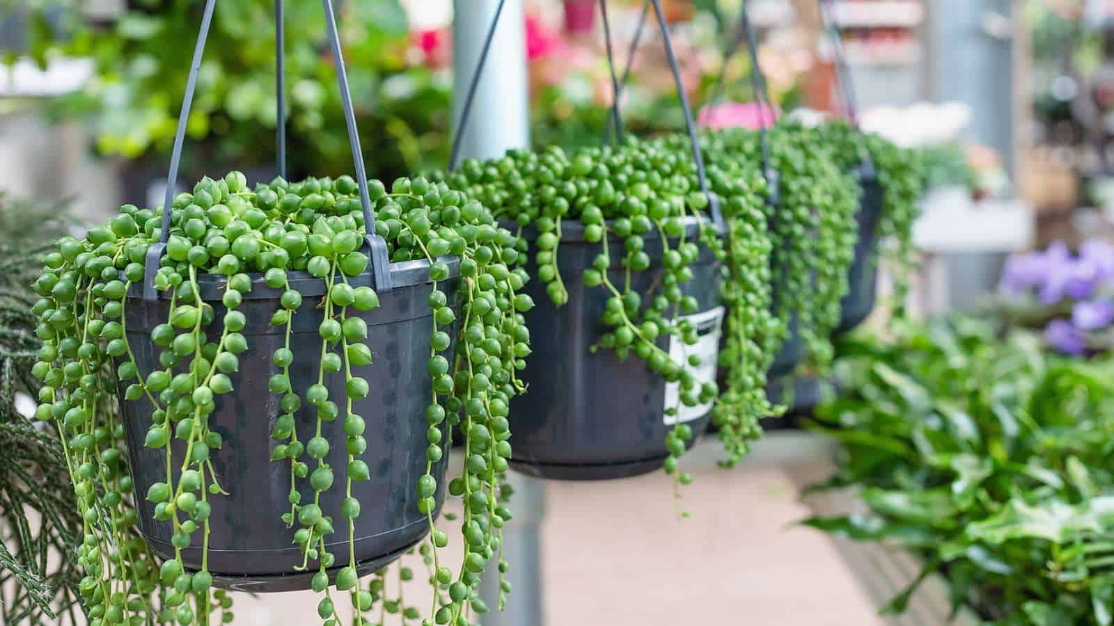 Trailing String of Pearls succulent plant used for modern home décor in a hanging basket.