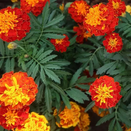 Transplant Resistant Marigold Strong Branching Ornamental Marigold Flower – Heirloom, Non-GMO, High Germination Organic Garden Seeds