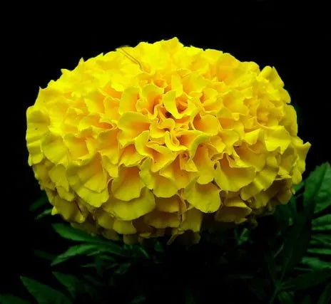 Transplant Resistant Marigold Yellow Flower Garden Marigold – Heirloom, Non-GMO, High Germination Organic Garden Seeds