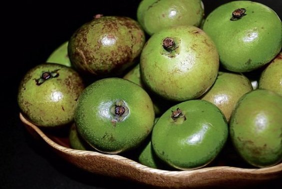 Batuan Fruit Seeds (Garcinia benthamii)