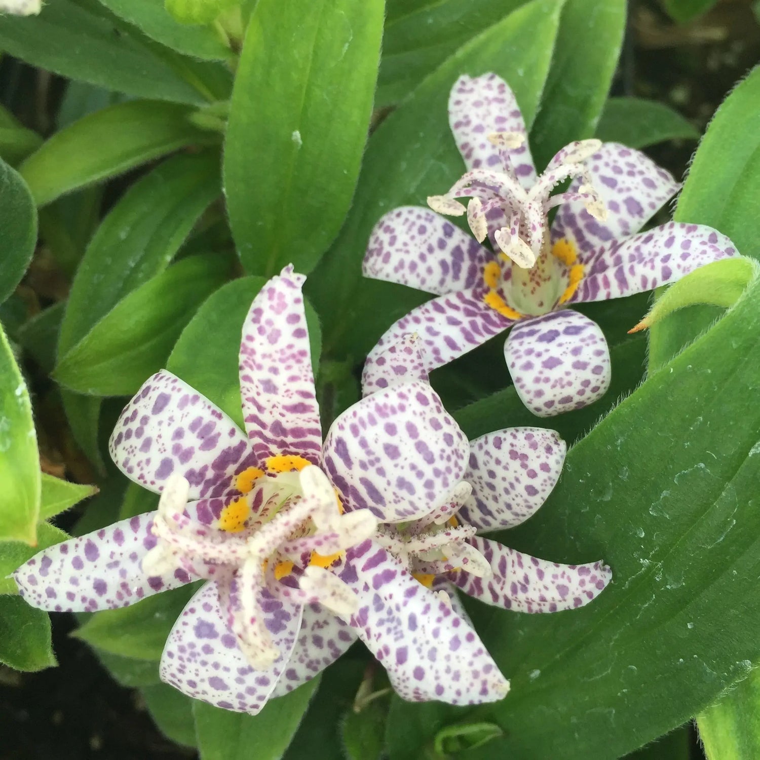 Miyazaki Toad Lily Perennial Seeds