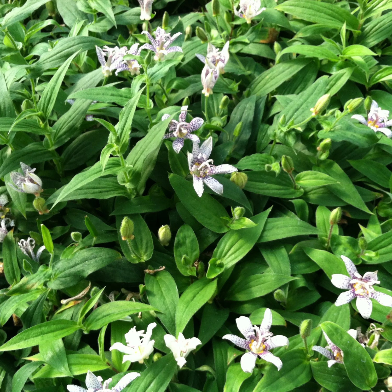 Miyazaki Toad Lily Perennial Seeds