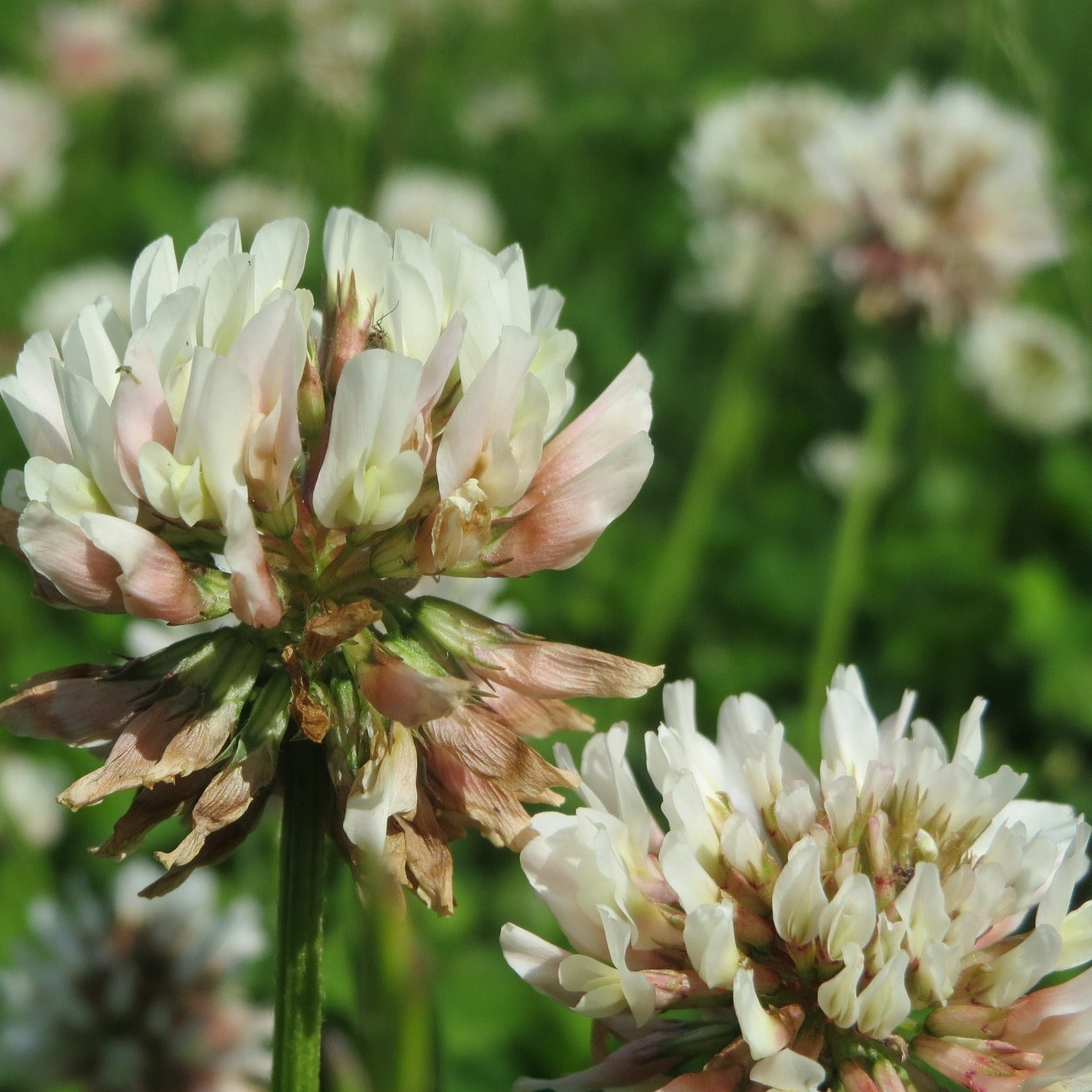 High-quality Trifolium Repens Clover herb seeds for planting as ground cover