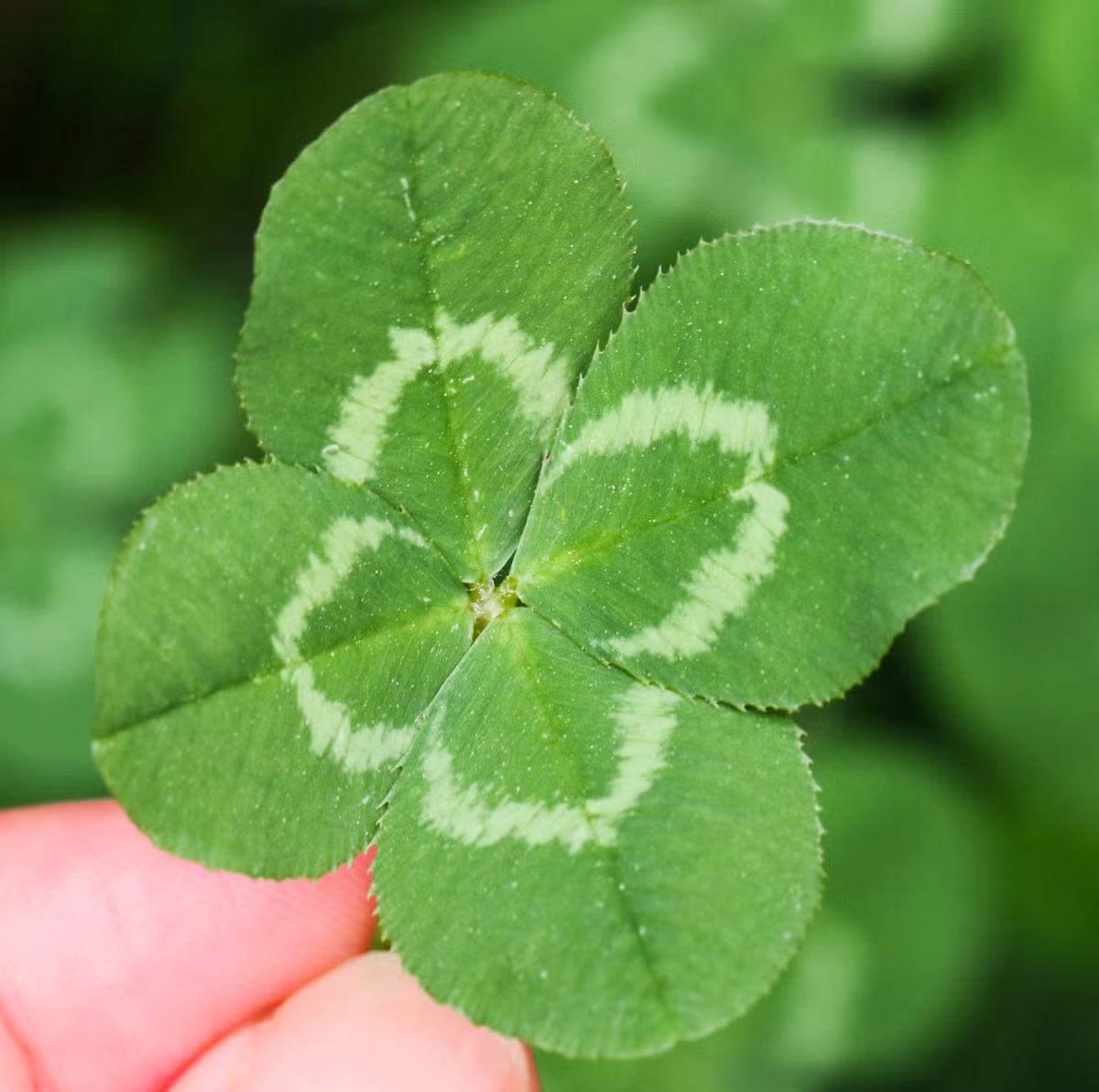 Sowing Clover seeds for a new lawn alternative or herbal use