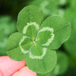Sowing Clover seeds for a new lawn alternative or herbal use