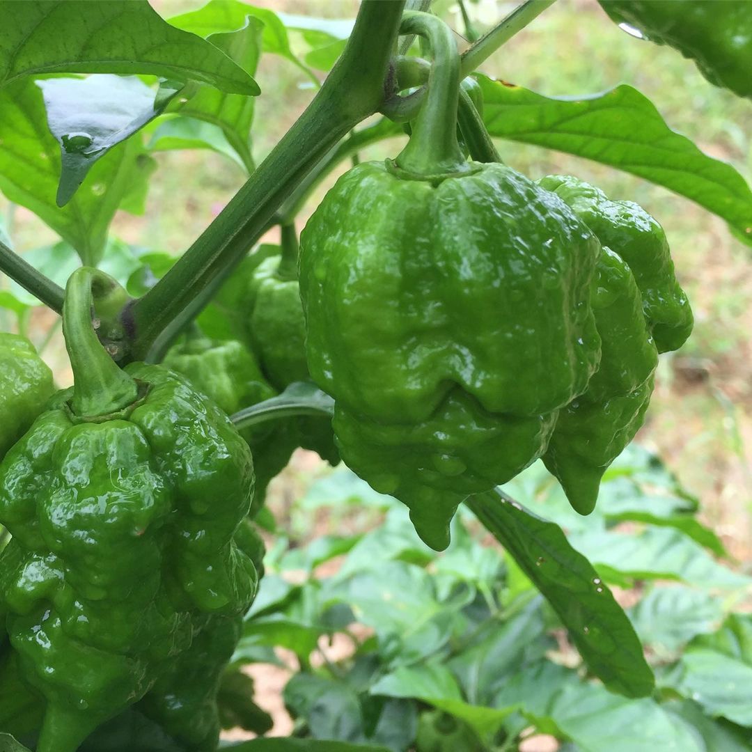 Trinidad Pepper Seeds for Planting