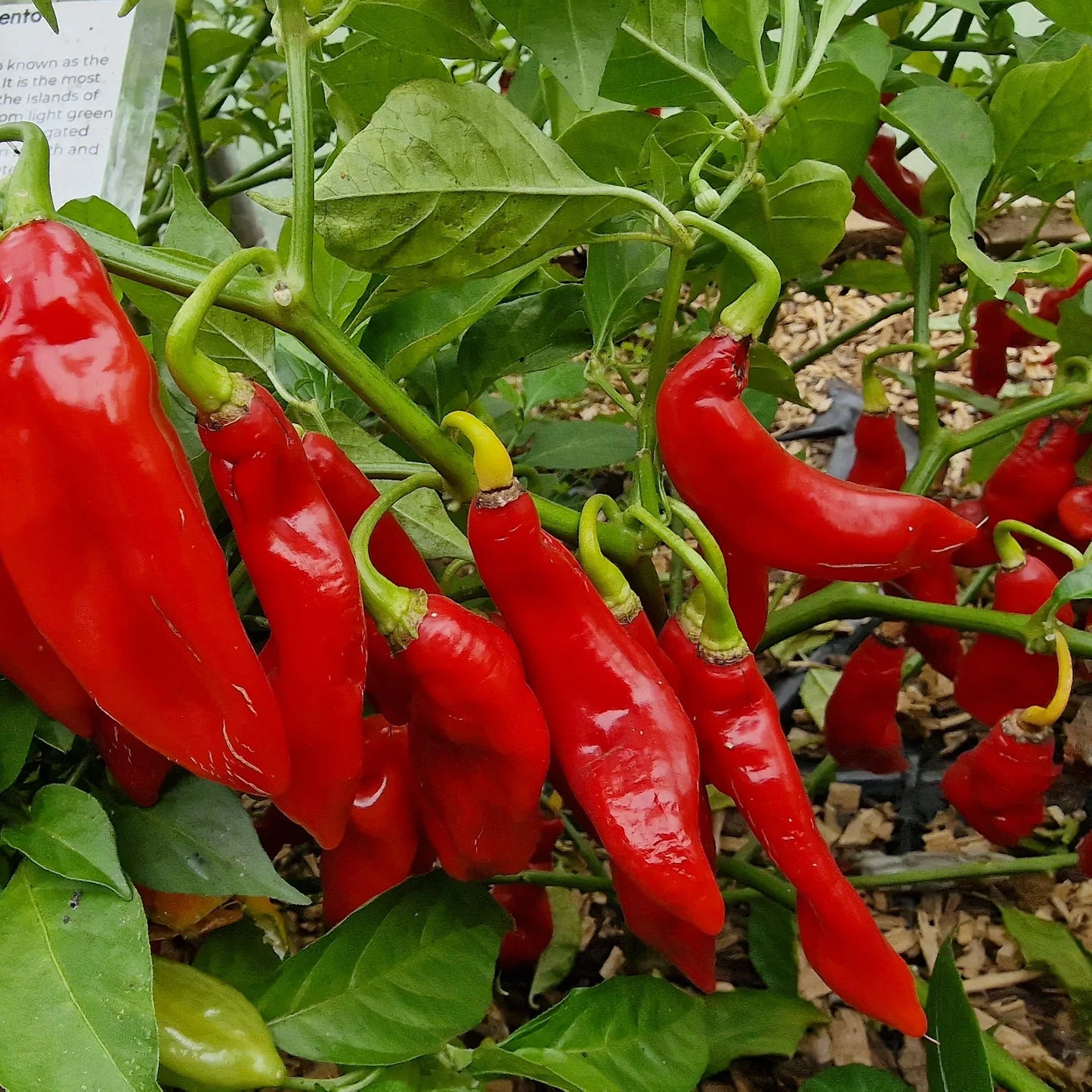 Trinidad Hot Pepper Vegetable Seeds for Planting