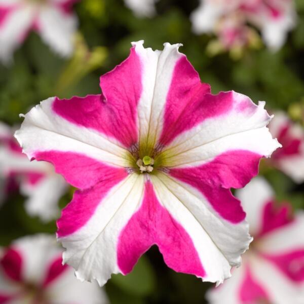 Rare Mixed Petunia Organic Pink White Flower Seeds  For Planting