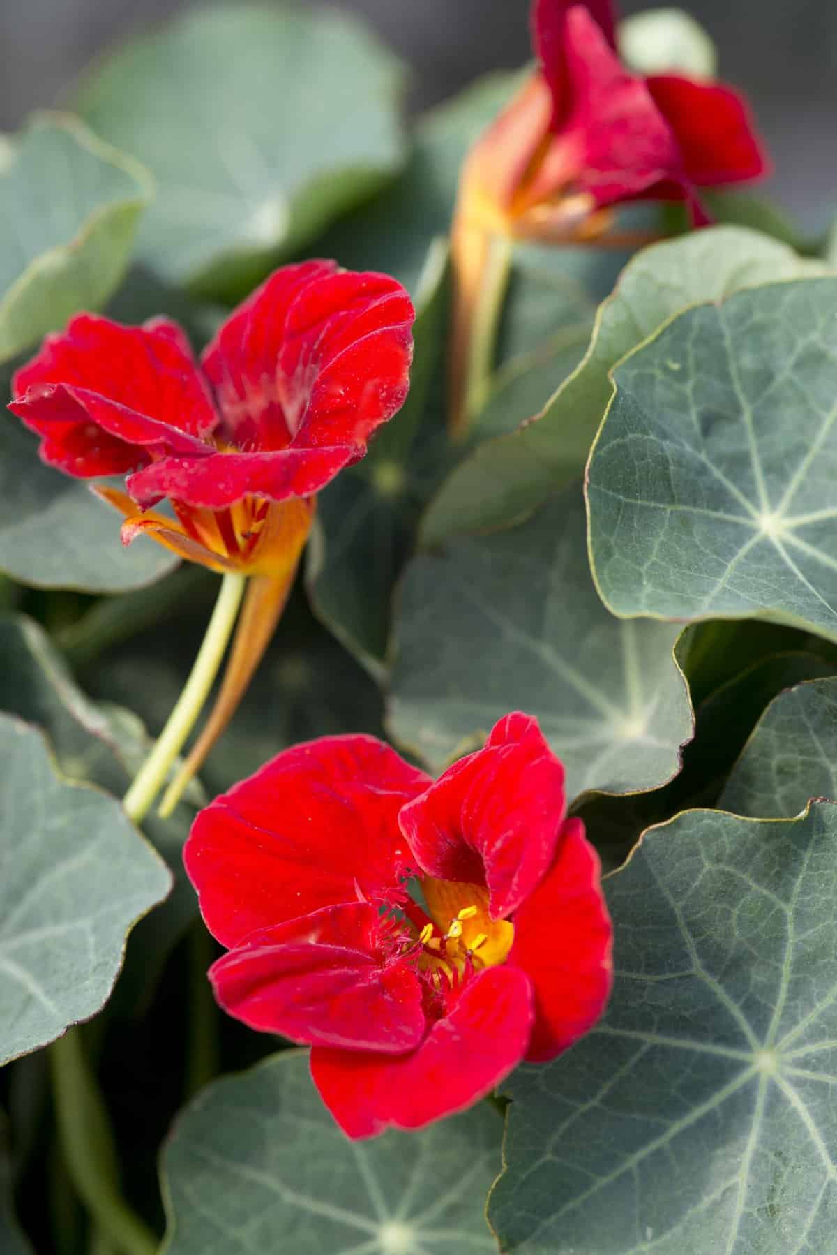 Nasturtium Baby Red Seeds