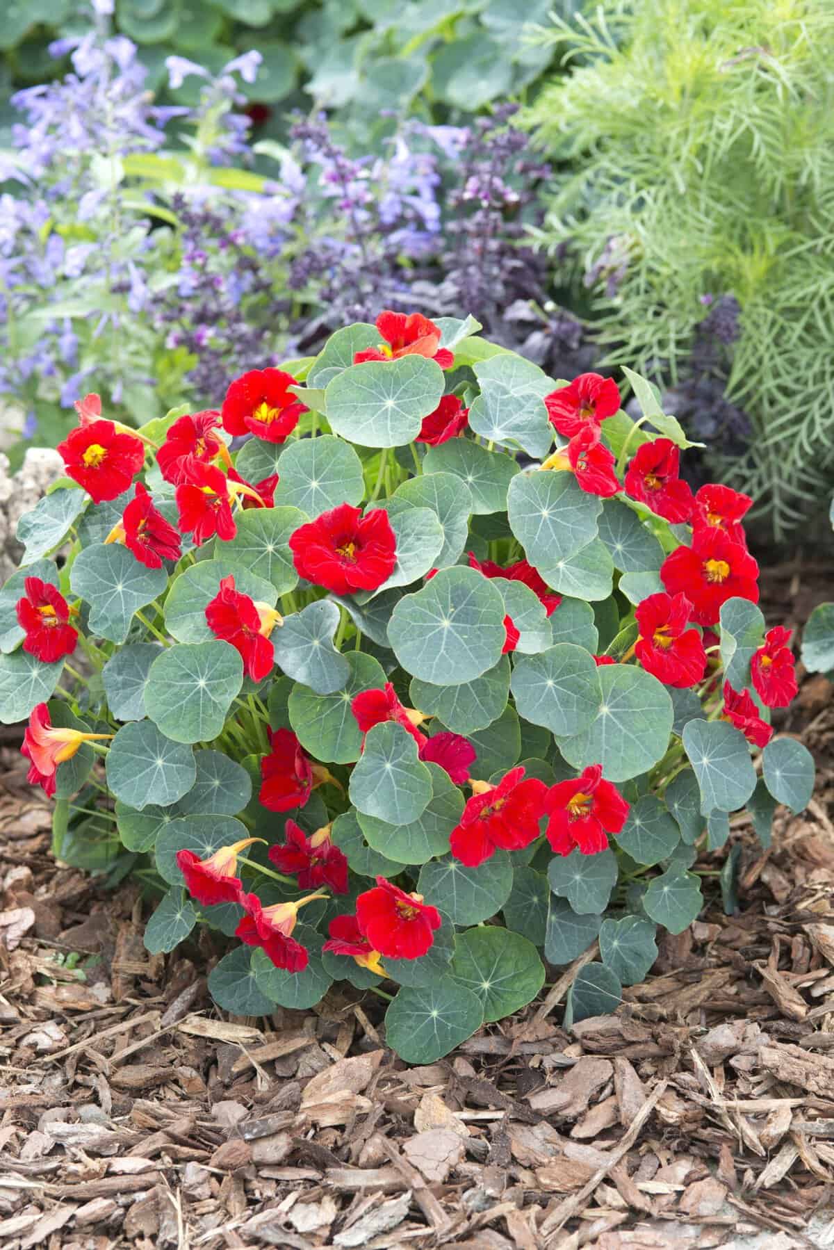 Nasturtium Baby Red Seeds