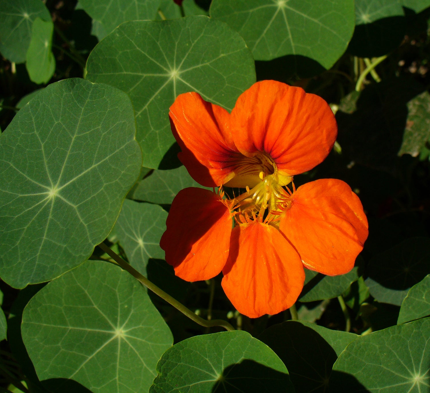 Tropaeolum Nasturtium Vesuvius Seeds