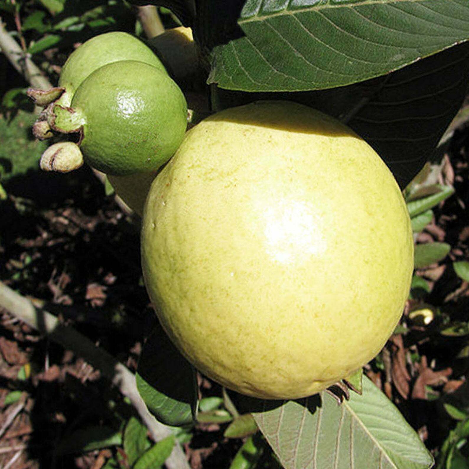 Guava Seeds - Fruit