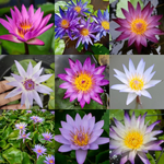 flowers high quality flower seeds for growing vibrant and colorful blooms in home gardens and landscapes organic flowers premium organic flower seeds for sustainable gardening and beautiful blossoms suitable for all climates