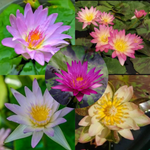 flowers high quality flower seeds for growing vibrant and colorful blooms in home gardens and landscapes organic flowers premium organic flower seeds for sustainable gardening and beautiful blossoms suitable for all climates