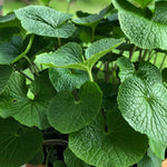 True Wasabi seeds, challenging perennial rhizome spice for specialty growing