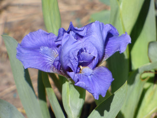 True Navy Dwarf Iris