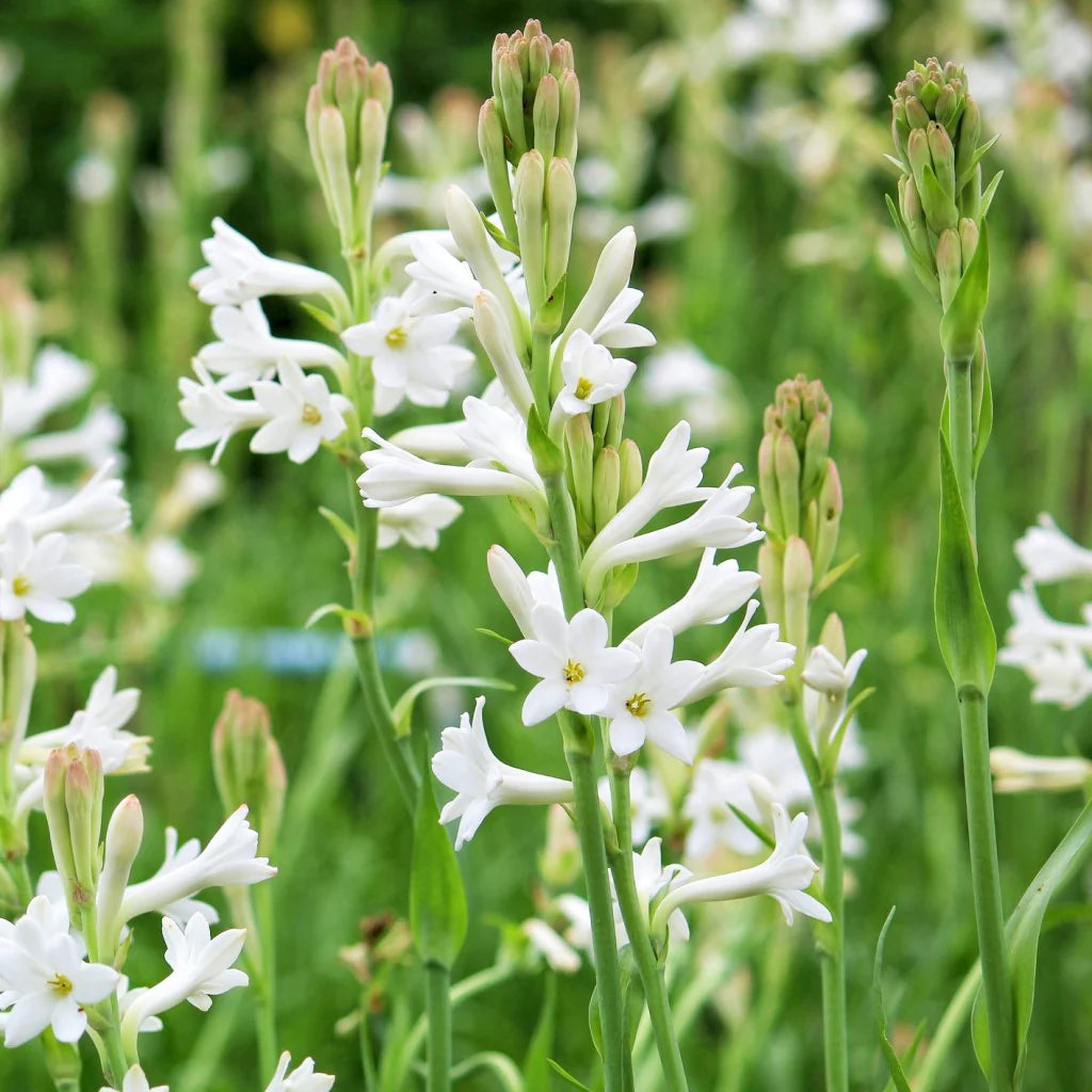 Mexican Tuberose Bulbs - Single White