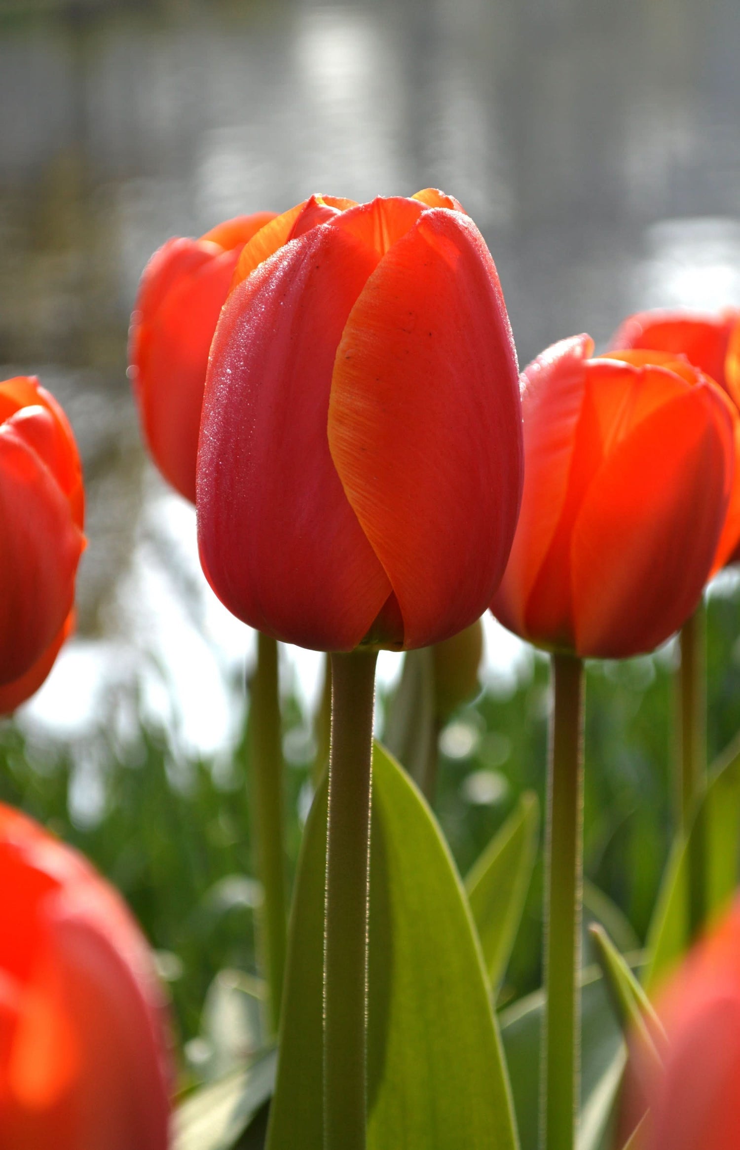 Tulip Mixed Colors Varieties Flower Seeds