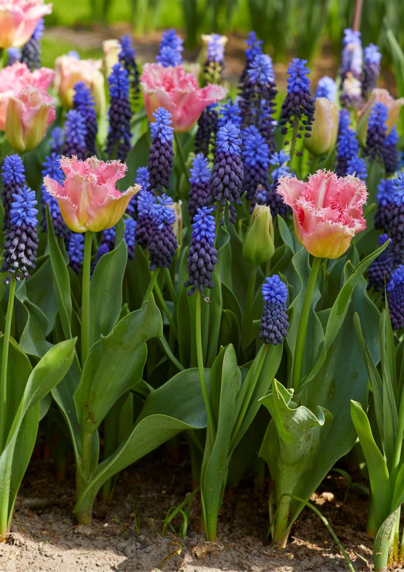 Tulip & Muscari Collection