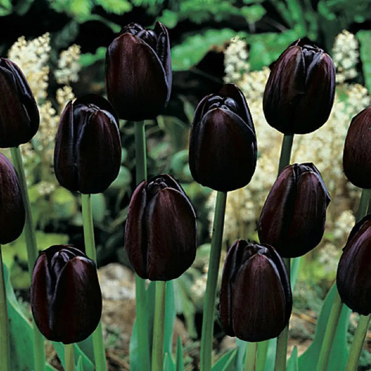 Black Tulip Flower Seeds for Planting – Heirloom, Non-GMO, Unique Dark Blooms Dhara Seeds