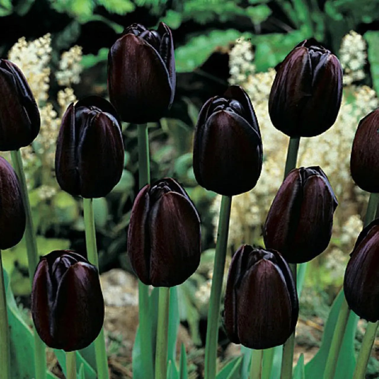 Black Tulip Flower Seeds for Planting – Heirloom, Non-GMO, Unique Dark Blooms for planting in home garden