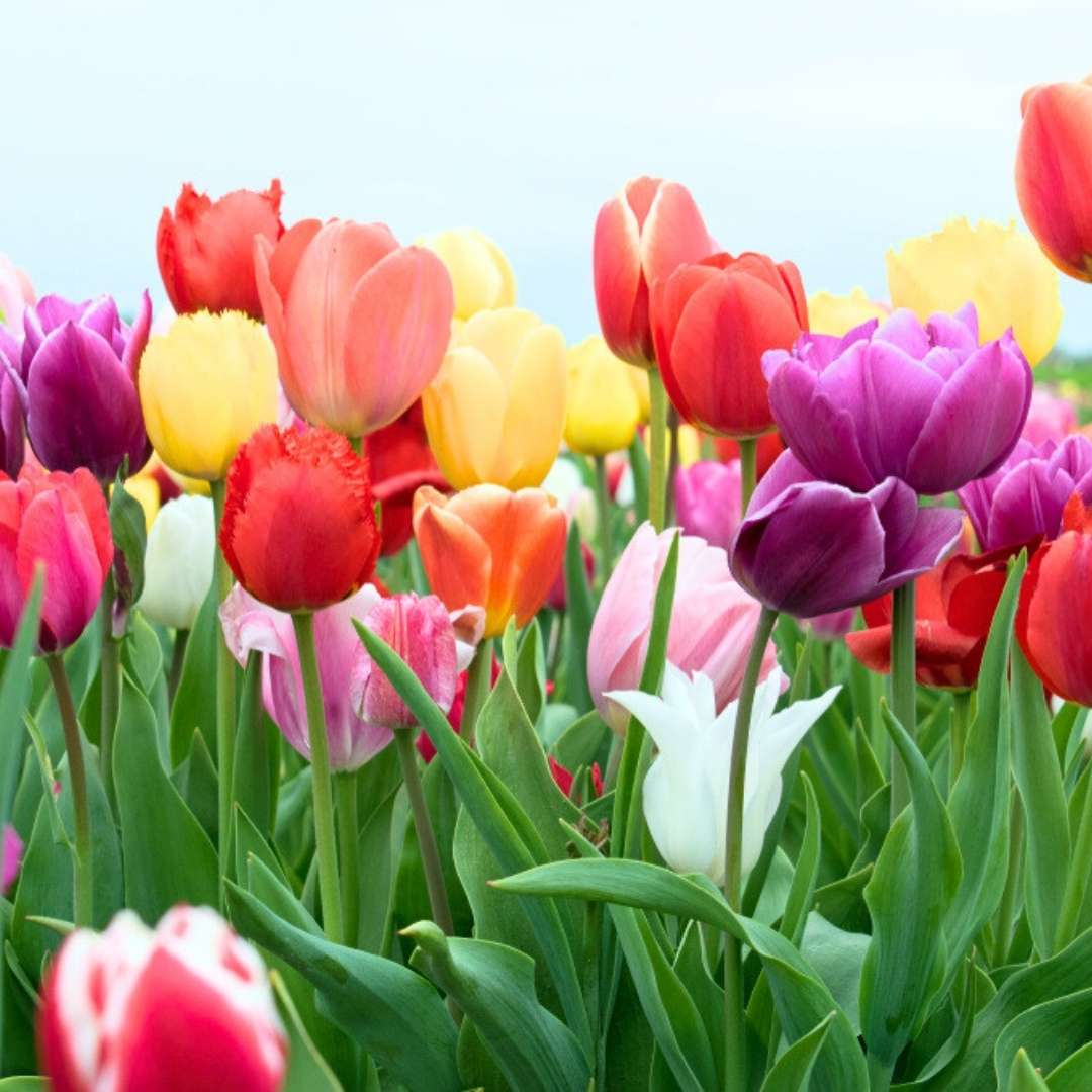 Double Tulipa Gesneriana Flowering Seeds For Planting, Colorful Border and Spring Planting