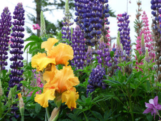 Tumalo Sunset Tall Bearded Iris