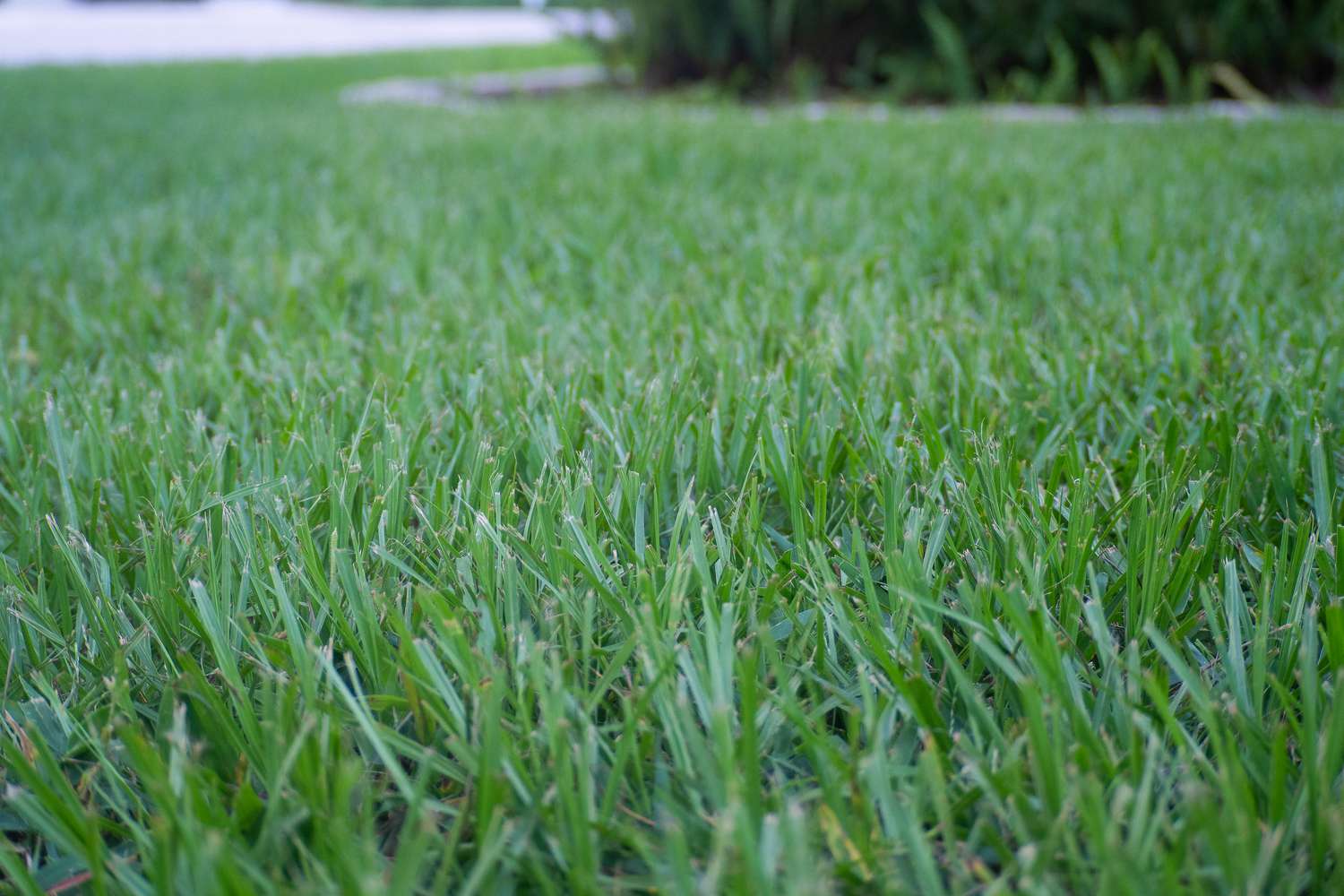 Turf Lawn Seeds_planting_guide_new_lawn_grass