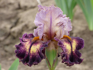 Turkish Tapestry Tall Bearded Iris