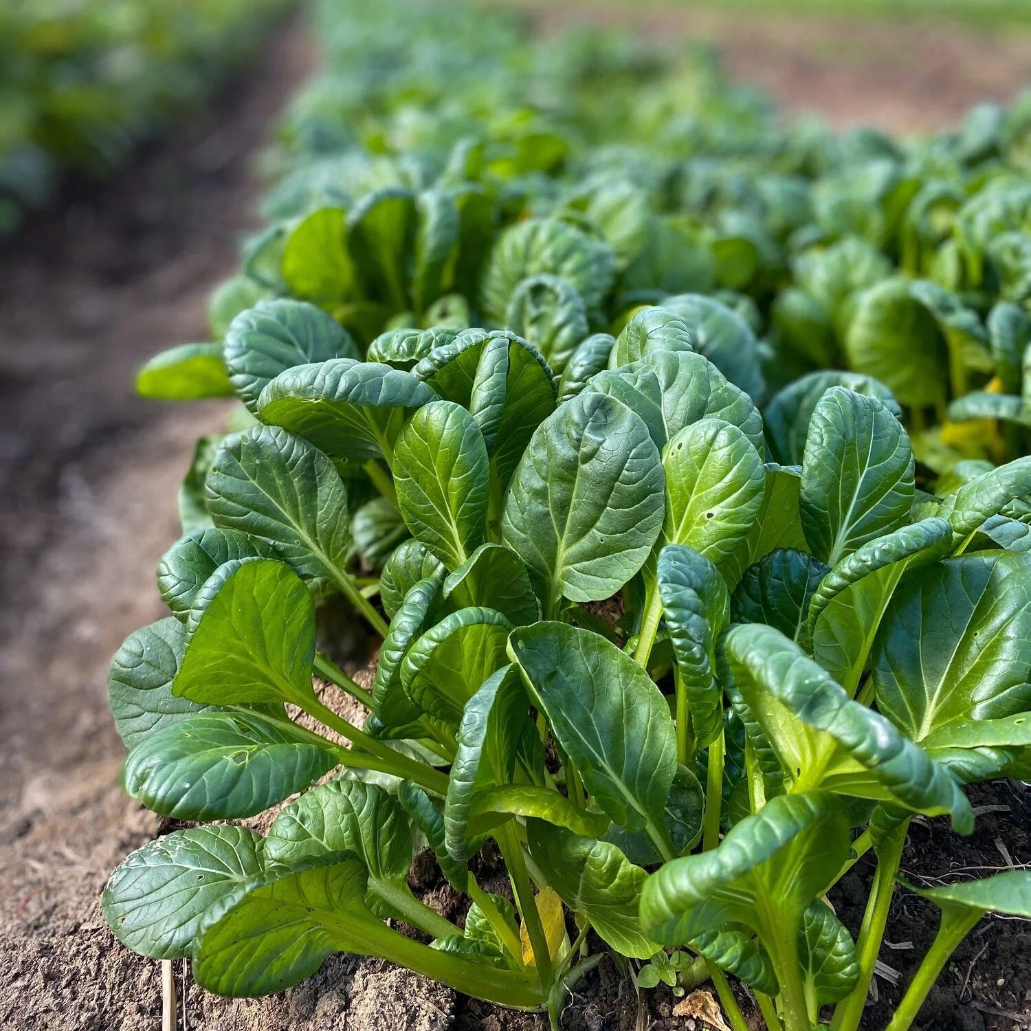 Green Tsoi Sim Vegetable Seeds for Planting, heirloom & Non-GMO Seeds