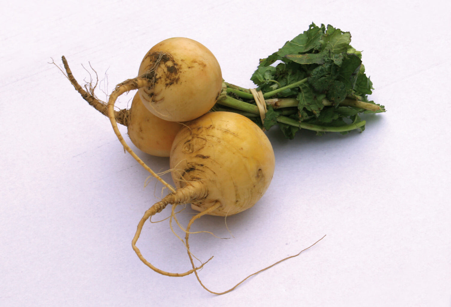 Golden Globe Turnip Seeds for Garden and Vegetable Planting