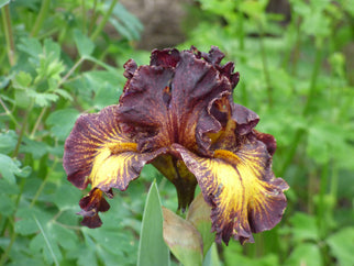 Tuscan Summer Tall Bearded Iris