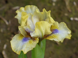 Twitch Dwarf Iris