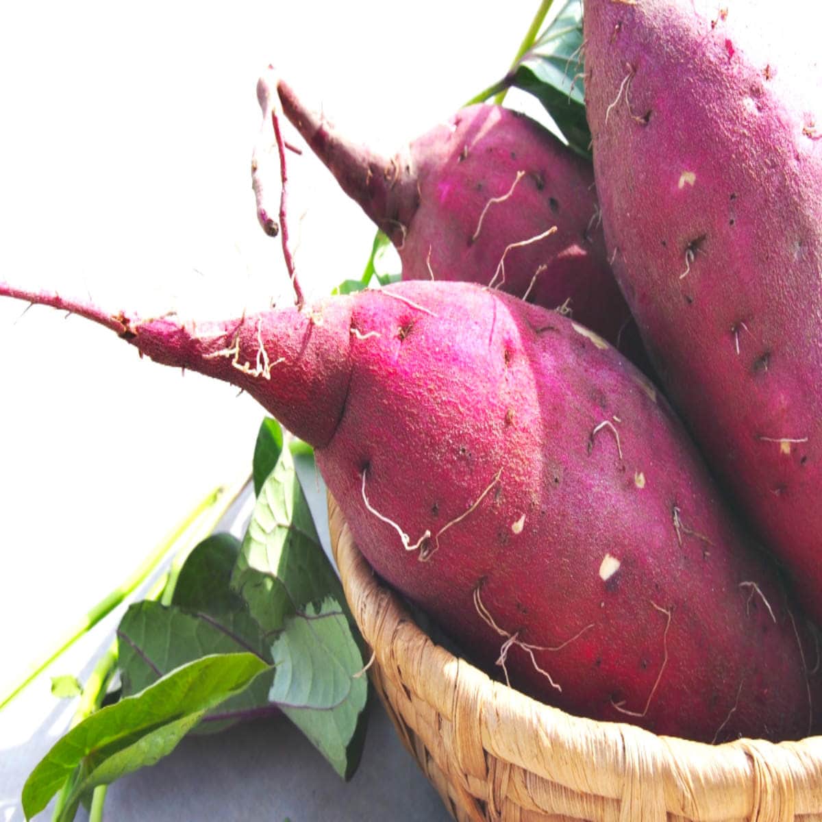 Murasaki Sweet Potato Vegetable Seeds for Planting – Dark Pink Tuber Variety