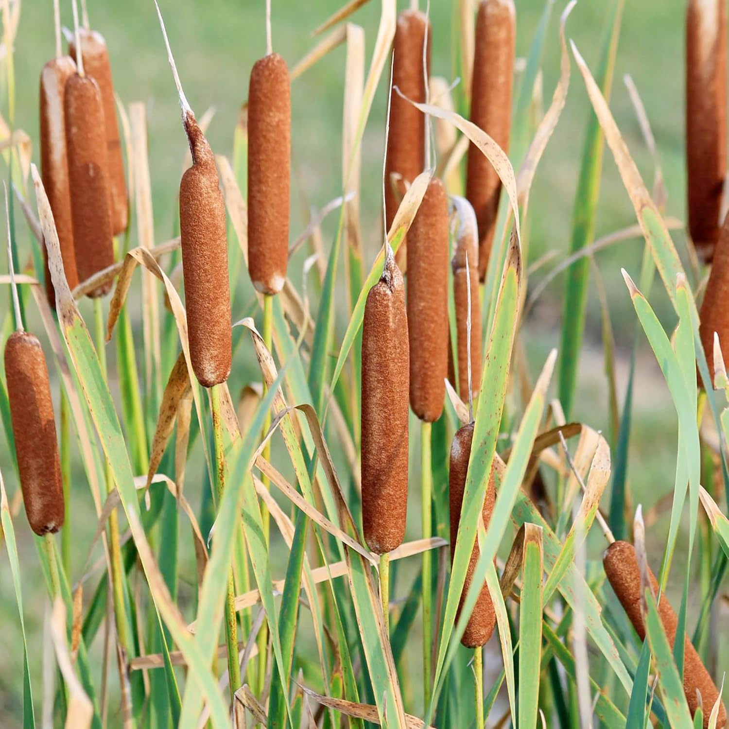 High-quality Typha Latifolia Common Bulrush ornamental seeds for planting