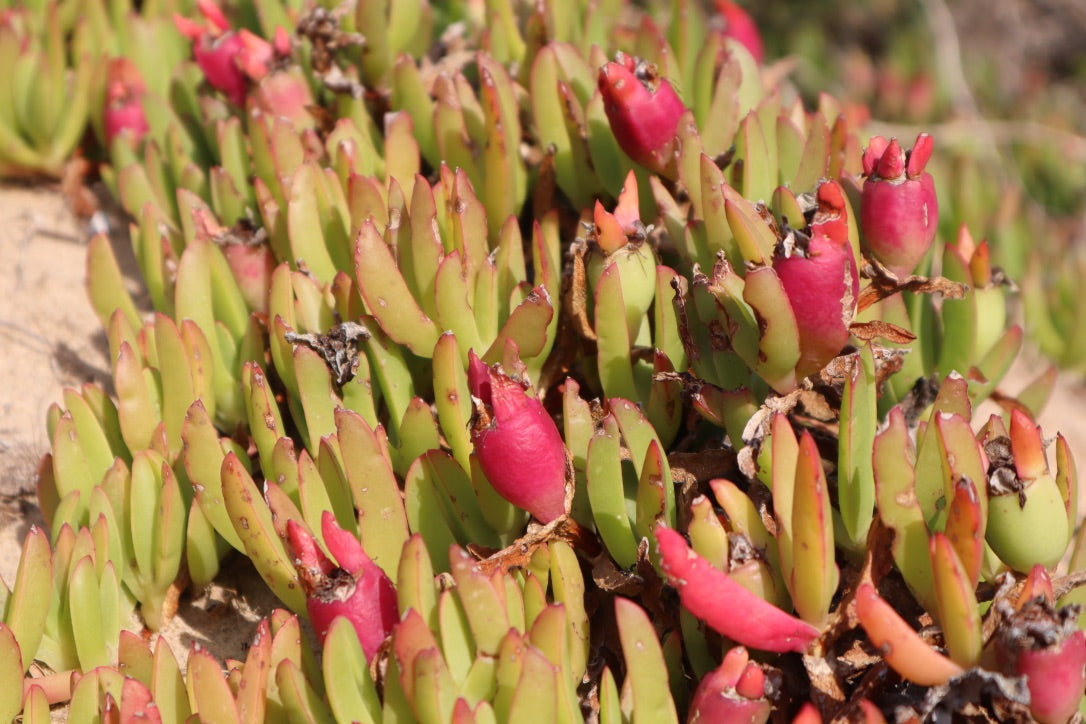 Karkalla (Carpobrotus glaucescens)